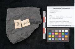 Foto (Objekt + Etikett) von Callipteris sp.  (NHMW-GEO-2024-0188-10925)